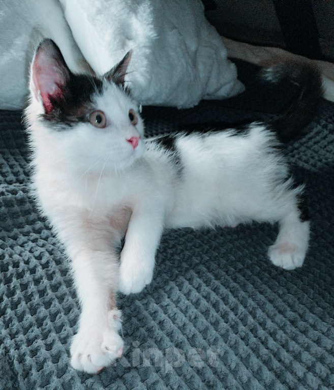 Кошки в других городах Московской области: Малыш Руни в добрые руки Мальчик, Бесплатно - фото 2