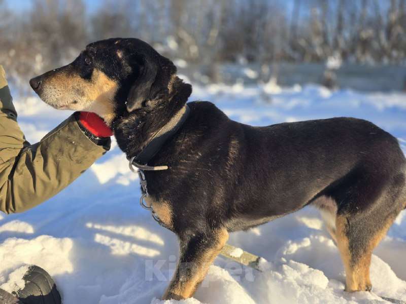 Собаки в Королеве: Габи – скромная и тихая собака. Девочка, Бесплатно - фото 10