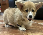 Собаки в Краснодаре: Щенки вельш корги пемброк Девочка, 60 000 руб. - фото 3