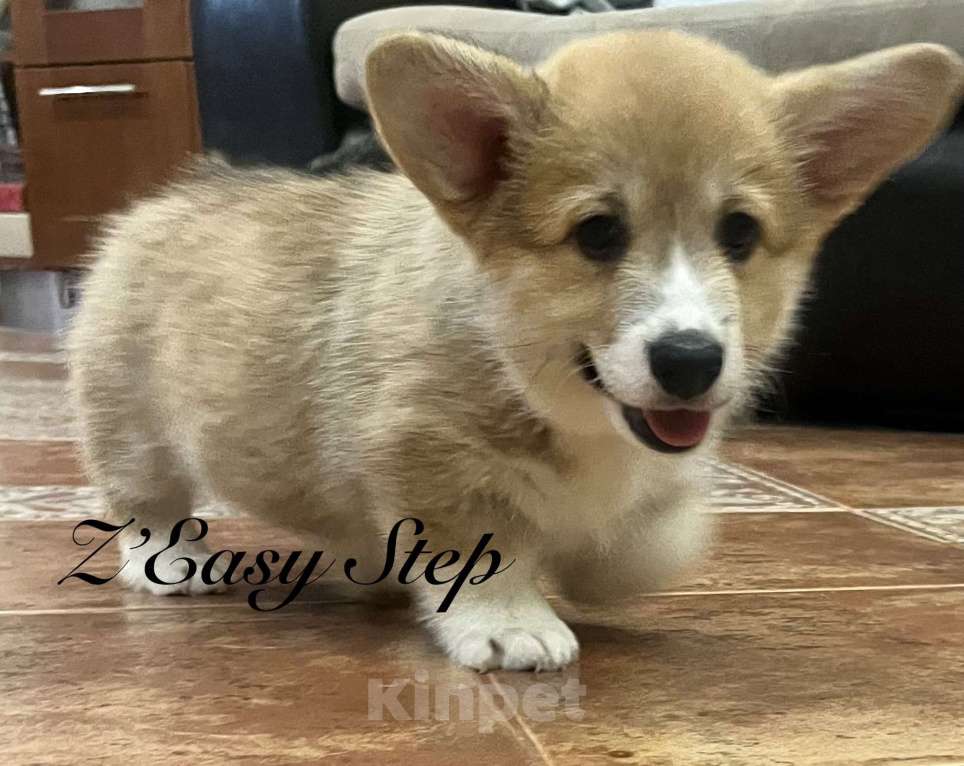 Собаки в Краснодаре: Щенки вельш корги пемброк Девочка, 60 000 руб. - фото 3