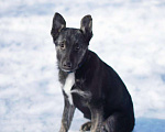 Собаки в Москве: Ребенок Айрон ищет семью, 4.5 мес Мальчик, Бесплатно - фото 6