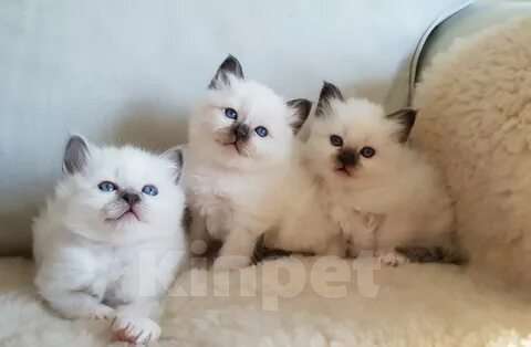 Кошки в Уфе: Рэгдолл очаровательные детки Мальчик, 65 000 руб. - фото 1