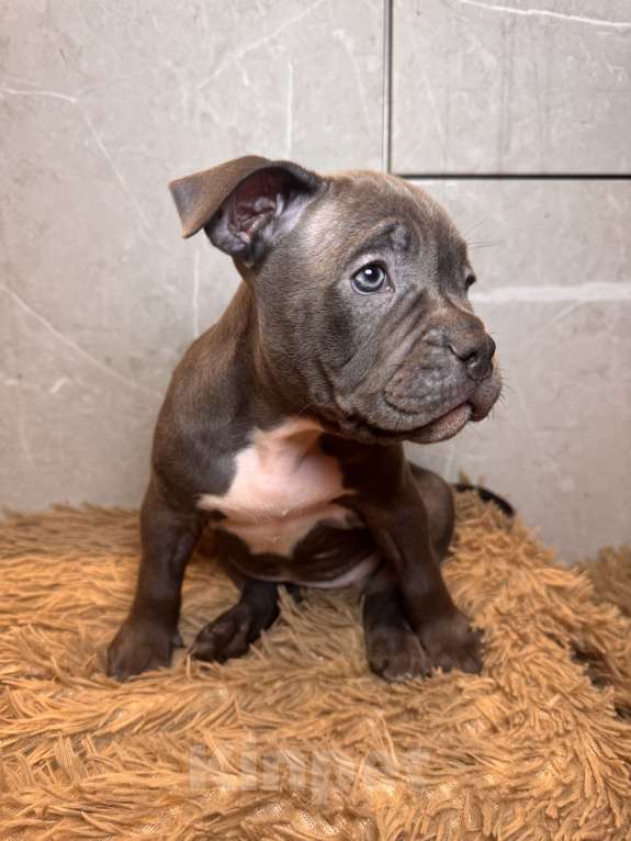 Собаки в Сургуте: Щенки  Мальчик, 45 000 руб. - фото 5