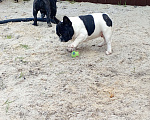 Собаки в Воронеже: Французский бульдог Мальчик, Бесплатно - фото 3
