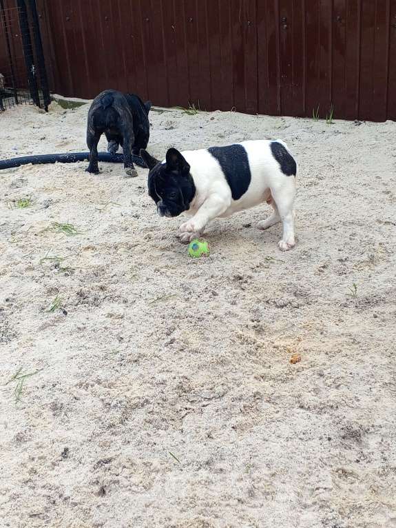 Собаки в Воронеже: Французский бульдог Мальчик, Бесплатно - фото 3