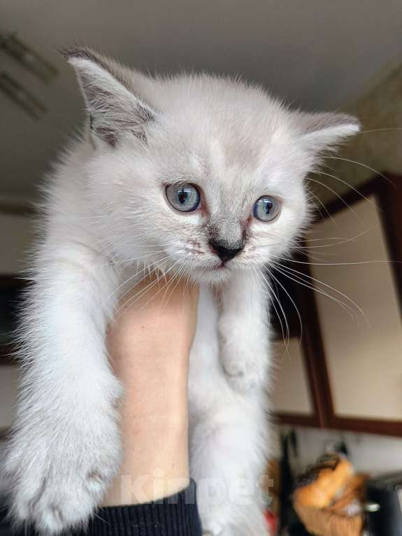 Кошки в Ростове-на-Дону: Мальчик 1 Мальчик, 13 000 руб. - фото 1