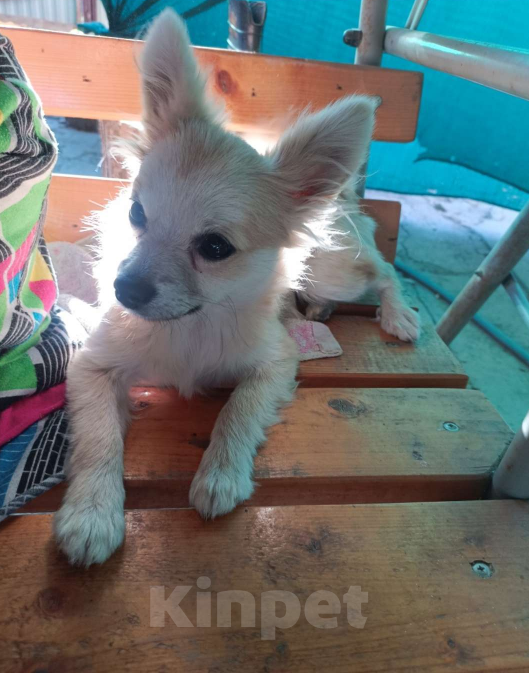 Собаки в Тимашевске: ПРОПАЛА СОБАЧКА!!!  Девочка, 5 000 руб. - фото 3