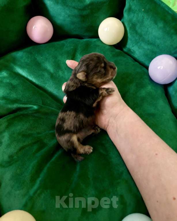 Собаки в Москве: Блю мерле йорк мальчик стандарт под резерв Мальчик, Бесплатно - фото 8