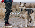 Собаки в Москве: Дрессированная овчарка в добрые руки Девочка, Бесплатно - фото 5