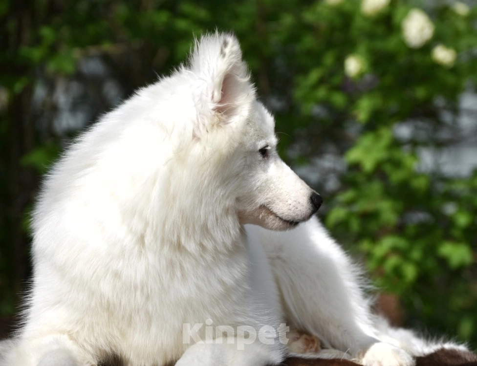 Собаки в Москве: Ненецкая оленегонная лайка, сука Хайят. Девочка, 60 000 руб. - фото 6