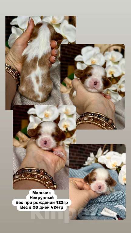 Собаки в Краснодаре: Кавалер кинг чарльз сраниель Мальчик, 120 000 руб. - фото 1