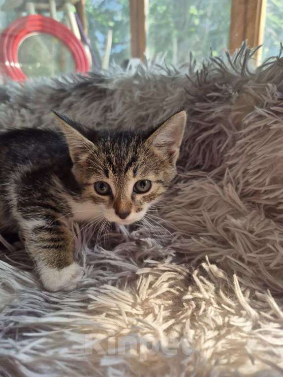 Кошки в Саратове: Котёнок Мальчик, Бесплатно - фото 5