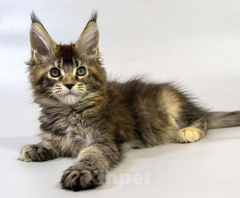 Кошки в Москве: Котенок Мейн Кун Девочка, Бесплатно - фото 3