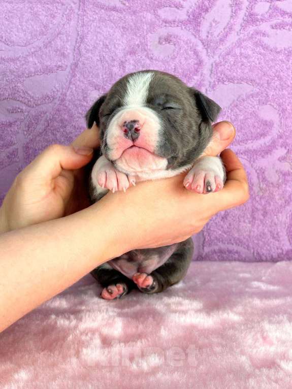 Собаки в Москве: Шикарная девочка амстаффа Девочка, 120 000 руб. - фото 2