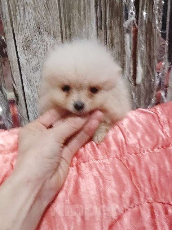 Собаки в Екатеринбурге: Миники Девочка, 50 000 руб. - фото 2