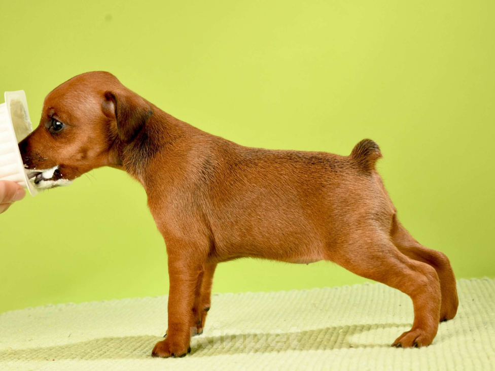 Собаки в Москве: Сука цвергпинчера Девочка, 50 000 руб. - фото 2