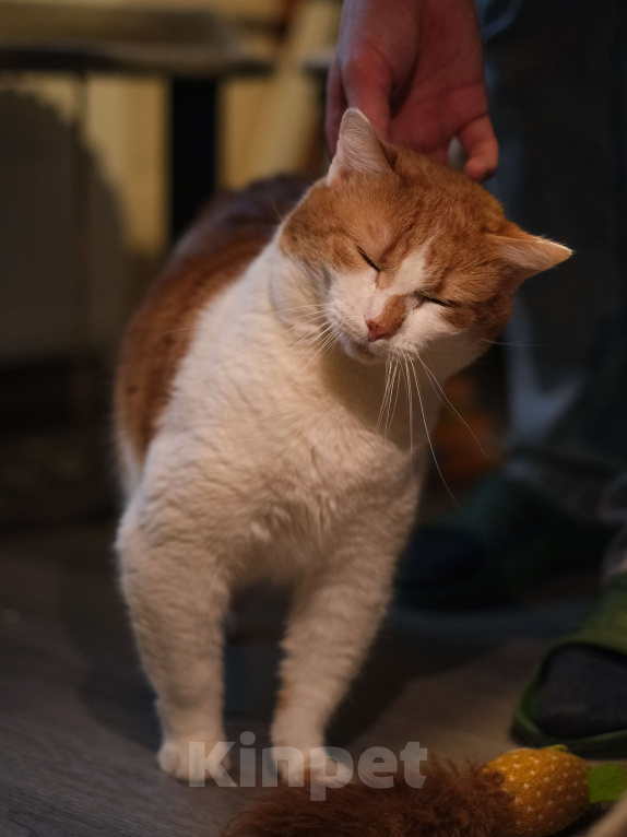 Кошки в Санкт-Петербурге: Котик ищет дом Мальчик, Бесплатно - фото 3