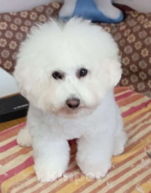 Собаки в Казани: Очаровательный малыш Мальчик, Бесплатно - фото 3