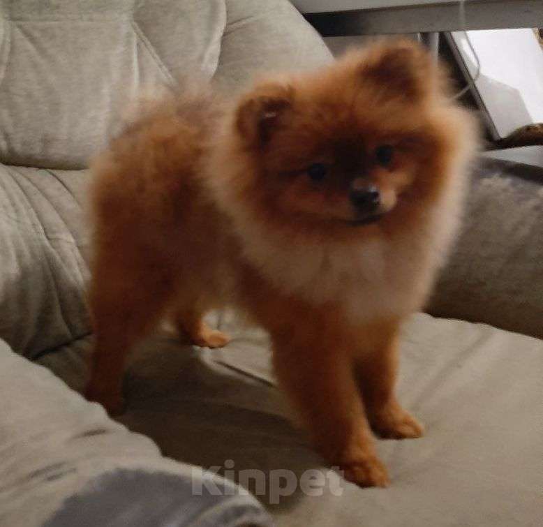 Собаки в Самаре: Шпиц Мальчик, 40 000 руб. - фото 2