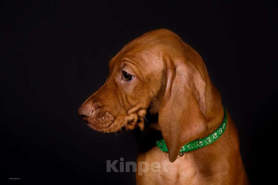 Собаки в Ярославле: Венгерская выжла, щенок Мальчик, 70 000 руб. - фото 3