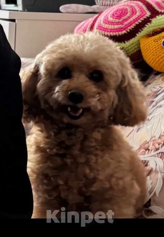 Собаки в Мурманске: пропала собака Девочка, Бесплатно - фото 1