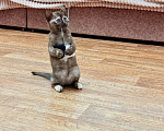 Кошки в других городах Башкортостана: Котята Девочка, Бесплатно - фото 1