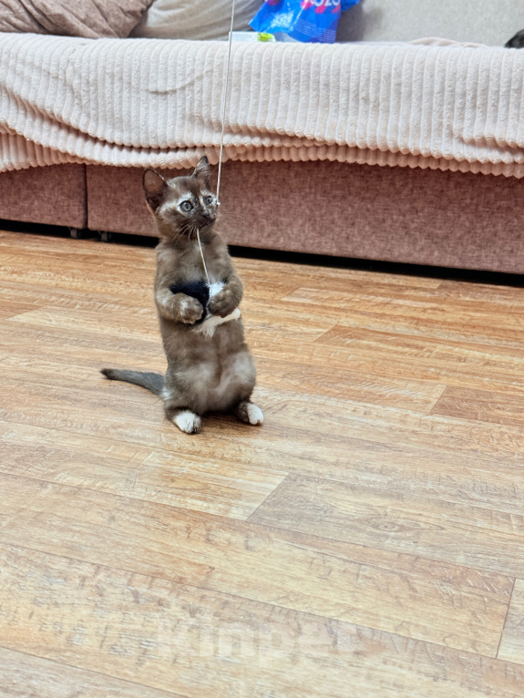 Кошки в других городах Башкортостана: Котята Девочка, Бесплатно - фото 1