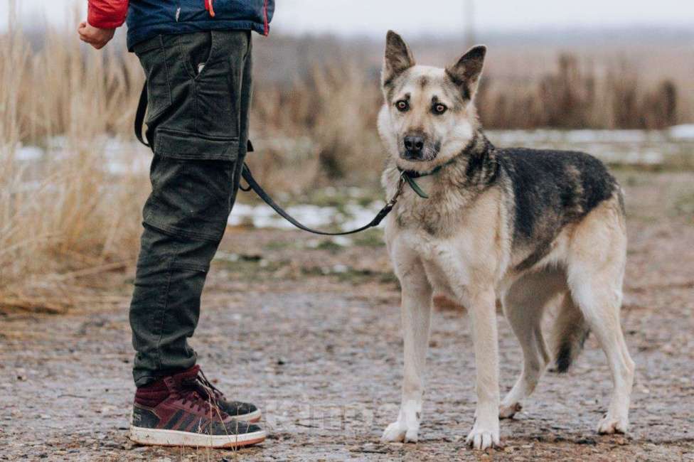 Собаки в Москве: Дрессированная овчарка в добрые руки Девочка, Бесплатно - фото 5