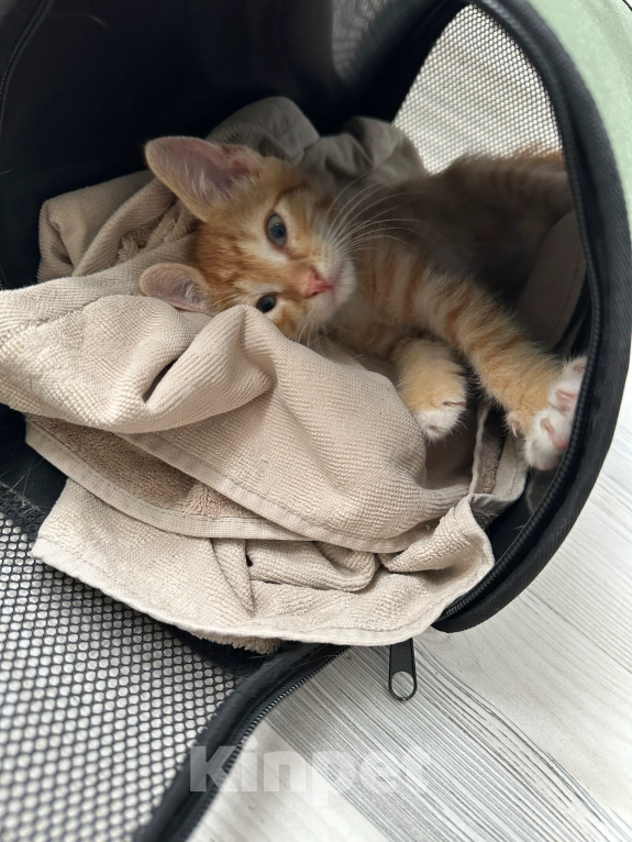 Кошки в Краснодаре: Отдам котенка в добрые руки Мальчик, Бесплатно - фото 4