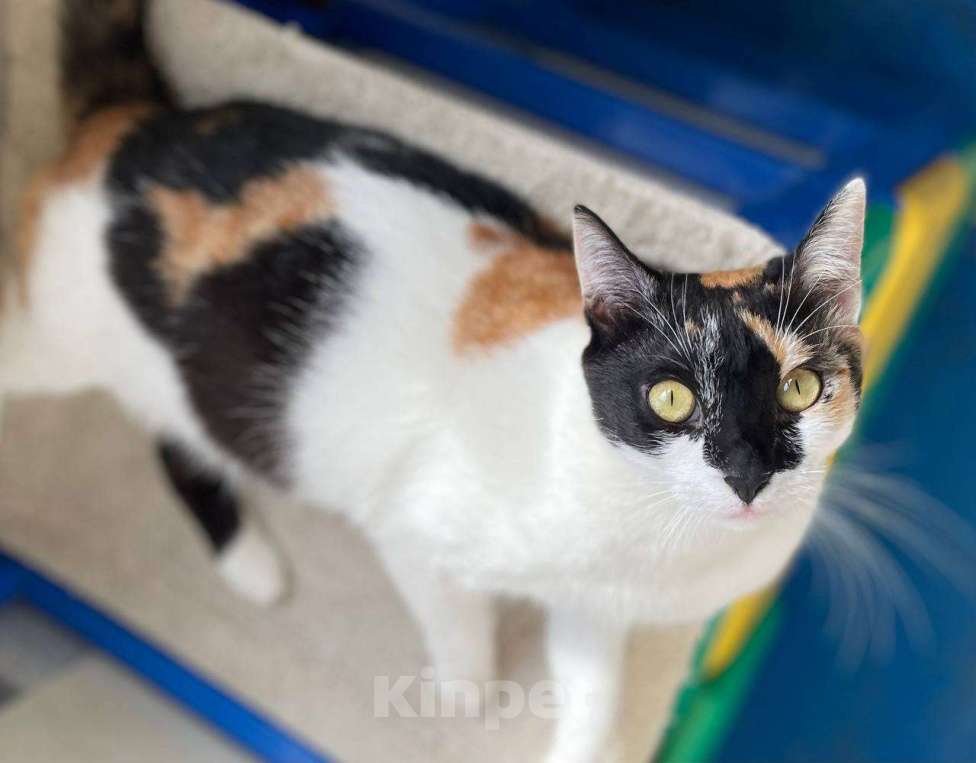 Кошки в Москве: Китти, кошка в сердечках Девочка, Бесплатно - фото 8