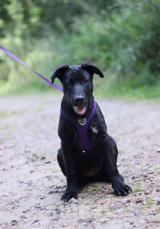 Собаки в Москве: Ханне нужен дом  Девочка, Бесплатно - фото 2