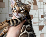 Кошки в Новосибирске: Бенгальские котята - девочки Девочка, 50 000 руб. - фото 10
