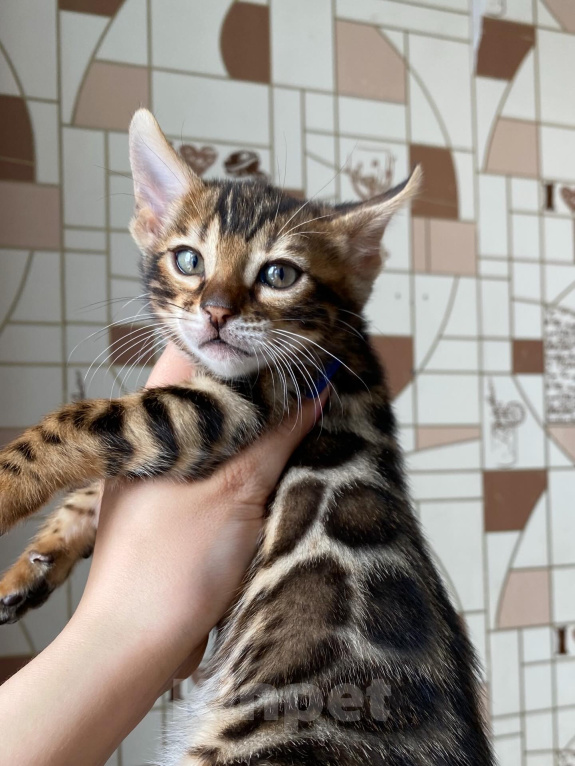 Кошки в Новосибирске: Бенгальские котята - девочки Девочка, 50 000 руб. - фото 10