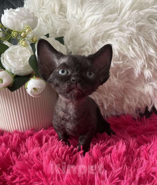 Кошки в Москве: Котенок Девон Рекс черная девочка Девочка, 75 000 руб. - фото 3