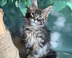 Кошки в Санкт-Петербурге: Котята мейн кун Мальчик, 50 000 руб. - фото 9