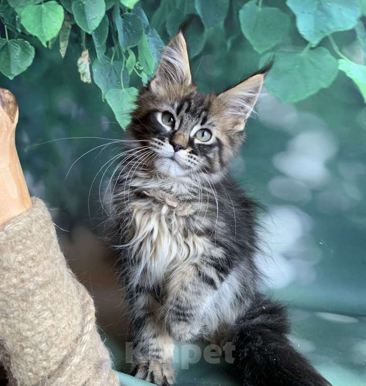 Кошки в Санкт-Петербурге: Котята мейн кун Мальчик, 50 000 руб. - фото 9