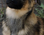 Собаки в Москве: Пушистый рыжий коротколапый щенок Барсик в добрые руки Мальчик, 1 руб. - фото 4