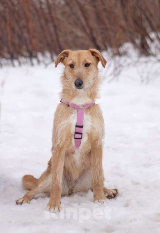Собаки в Москве: Чувственная и нежная Камелия мечтает обрести семью Девочка, Бесплатно - фото 2