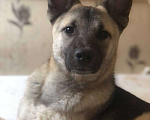 Собаки в Зеленограде: Туман ищет любящую семью Мальчик, Бесплатно - фото 1