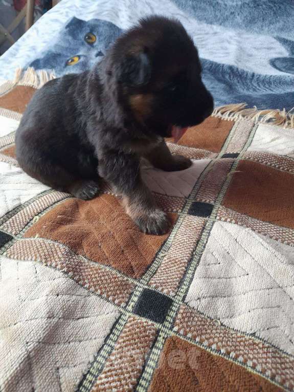 Собаки в Нижнем Новгороде: Щенки немецкой овчарки Мальчик, Бесплатно - фото 2