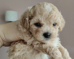 Собаки в Мытищах: Пушон бишпу Девочка, 180 000 руб. - фото 2