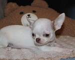 Собаки в Москве: Белый мальчик чихуахуа Мальчик, 35 000 руб. - фото 2