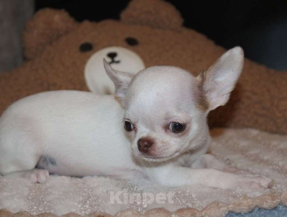 Собаки в Москве: Белый мальчик чихуахуа Мальчик, 35 000 руб. - фото 2