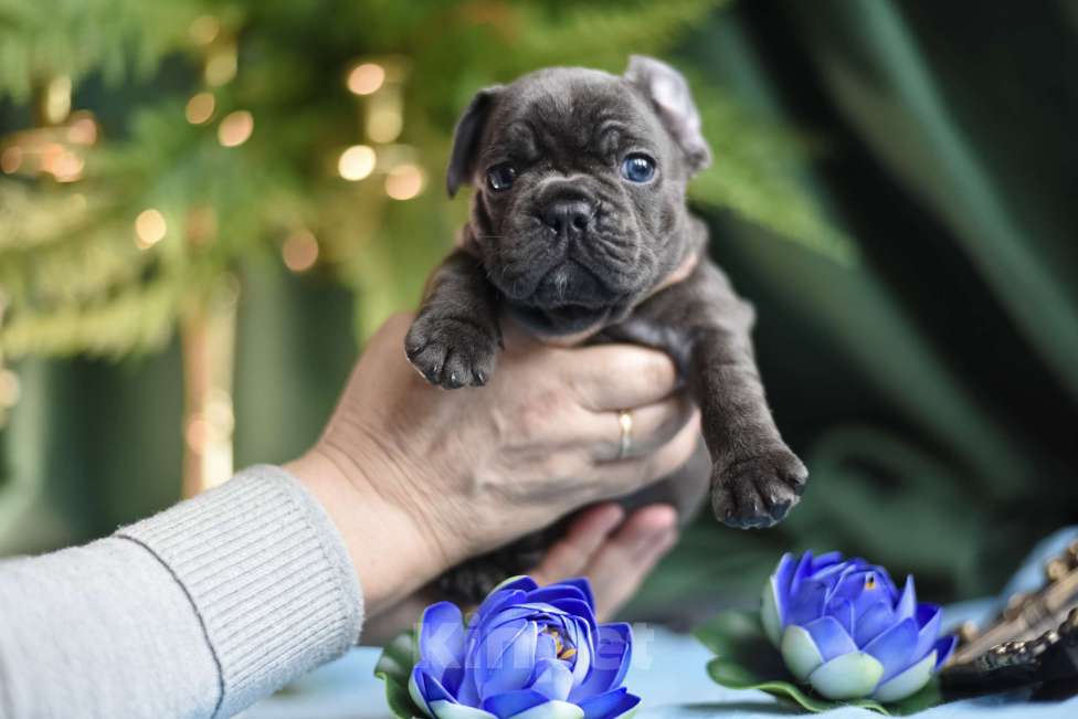 Собаки в Москве: мальчик голубой без подпала Мальчик, 65 000 руб. - фото 7