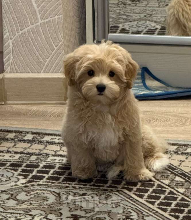 Собаки в Раменском: Щенок мальтипу f1 Мальчик, 120 000 руб. - фото 7