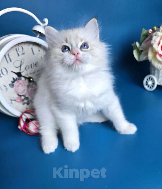 Кошки в других городах Тульской области: IRBIS Casteldolls  Мальчик, Бесплатно - фото 3