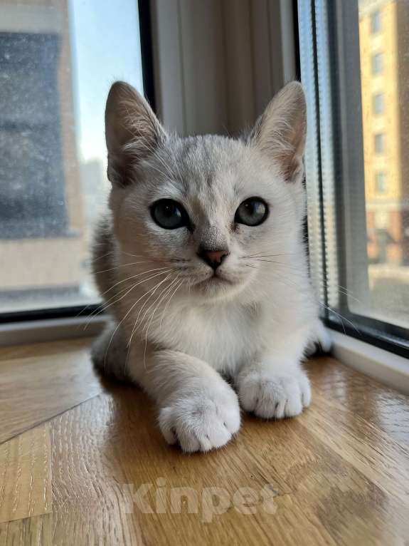 Кошки в других городах Ленинградской области: Котята бурмилла  Мальчик, 60 000 руб. - фото 10