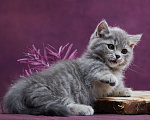 Кошки в Барнауле: Котик Юрий💟 Мальчик, Бесплатно - фото 9