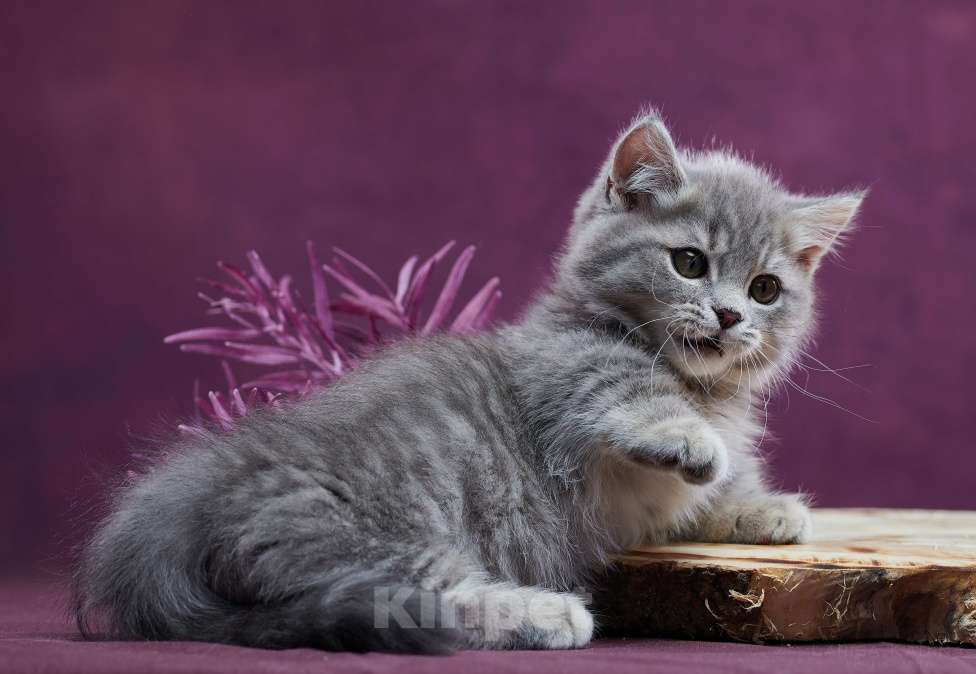 Кошки в Барнауле: Котик Юрий💟 Мальчик, Бесплатно - фото 9