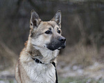 Собаки в Москве: Лорд Мальчик, Бесплатно - фото 2